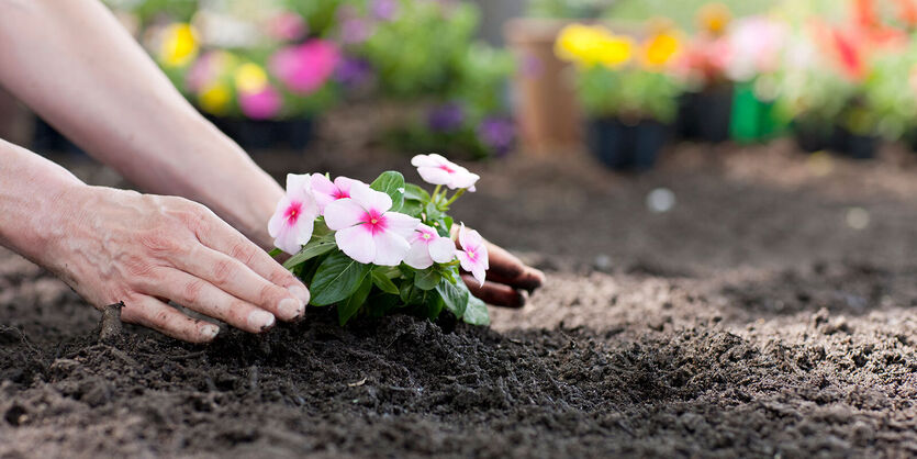 V&aring;re beste tips til utplanting
