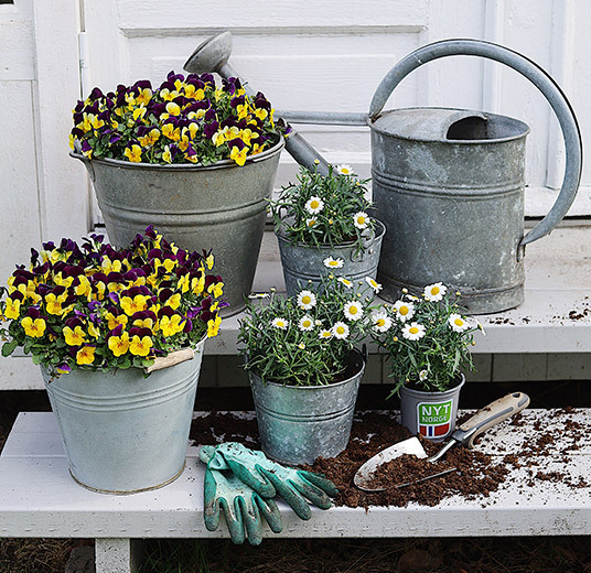 utplanting-margeritter-stemor-floriss-v2.jpg