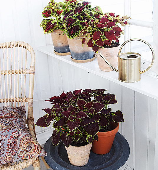 ranli-ranveig-coleus-beale-street-3.jpg