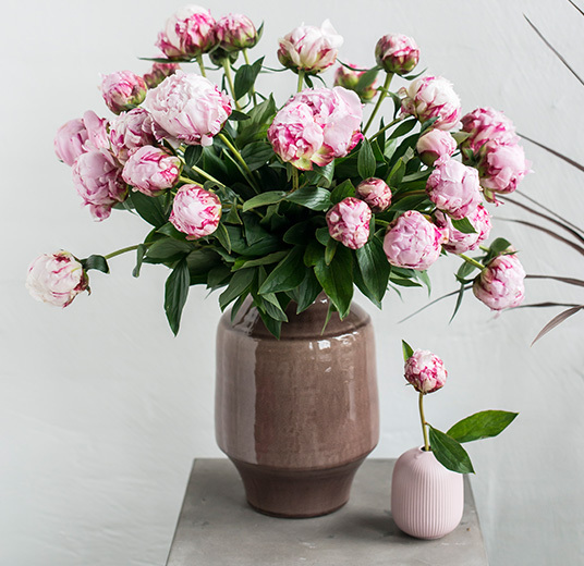sarah-bernhardt-peoner-i-vase-paa-bord.jpg
