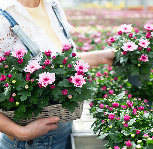 blomster-dyrket-i-norge-gartneri-blomster-i-kurv.jpg