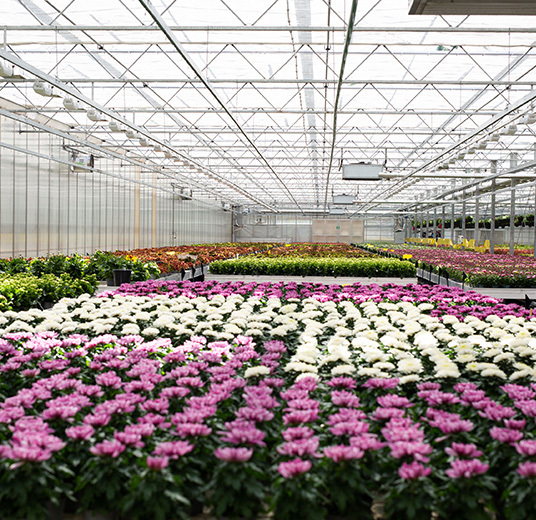 blomster-dyrket-i-norge-gartneri-blomsterhav-alle-farger.jpg