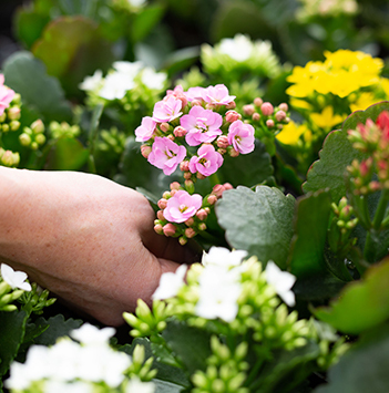 blomster-dyrket-i-norge-gartneri-plukk.jpg