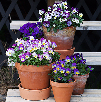 potteplanter-stemor-potteplante-uteplass-lilla.jpg