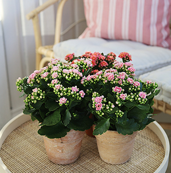 potteplanter-2021-calandiva.jpg