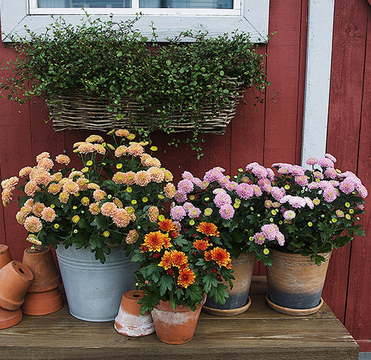 potteplanter-ellison-pink-og-salmon3.jpg