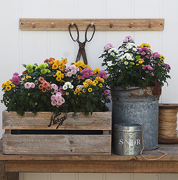potteplanter-krysantemum-cocktail-chrysanthemum.jpg