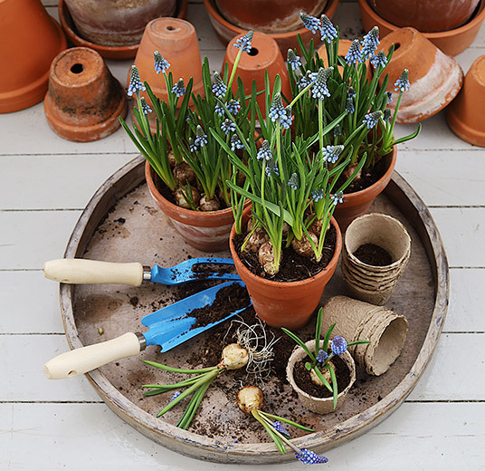 potteplanter-perleblomst.jpg
