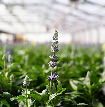 bievennlige-blomster-lavendel-i-gartneriet.jpg