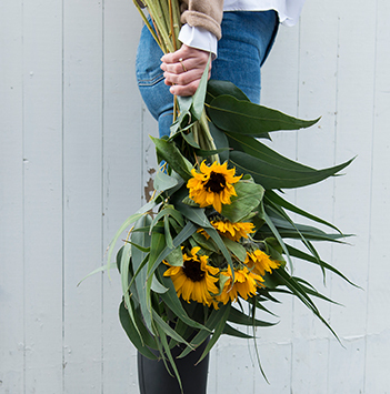 bievennlige-blomster-solsikkere.jpg