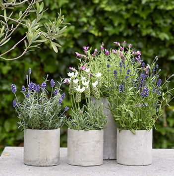 bievennlige-blomster-thejoyofplants-lavendel.jpg
