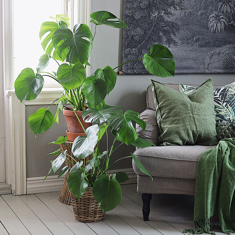 monstera-vindusblad-ranli-ranveig-3-2021.jpg