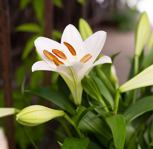 den-mest-populaere-sorten-lilium-longiflorum-har-faatt-navnet-martha-liljer-etter-kronprinsesse-martha.jpg