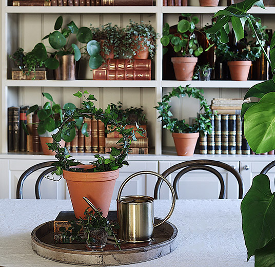 efoey-monstera-pilea-peperomioides-ranli-ranveig-2021.jpg