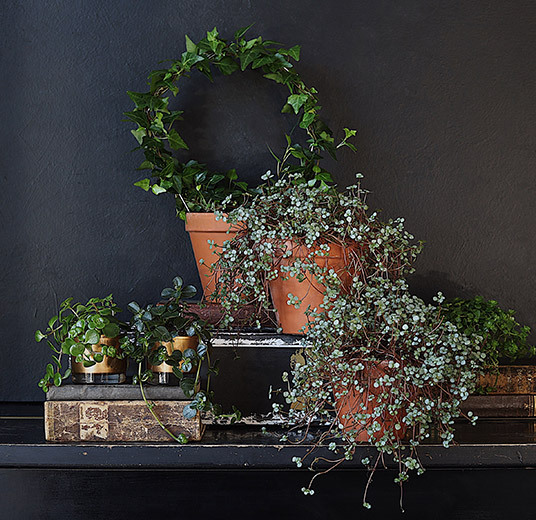 efoey-peperomia-prostrata-pilea-libanensis-ranli-ranveig-2021.jpg
