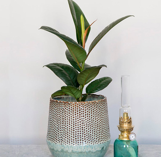 ficus-elastica-gummifiken-2021.jpg