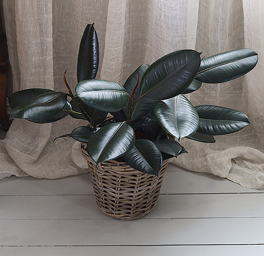 ficus-elastica-gummiplante-gummifiken-ranli-ranveig-2-2021.jpg