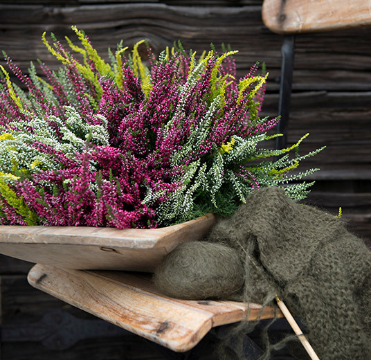 calluna-kan-brukes-overalt.jpg