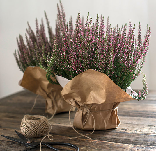 calluna-lyng-pakket-i-fine-papirpotter-poser.jpg