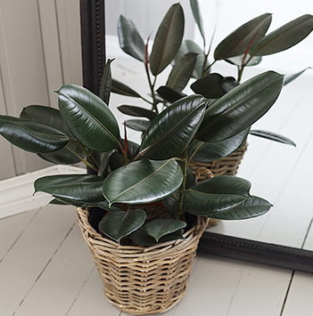 ficus-elastica-gummiplante-gummifiken-ranli-ranveig-2021.jpg