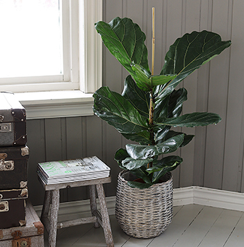 ficus-lyrata-fiolinfiken-ranli-ranveig-2021.jpg