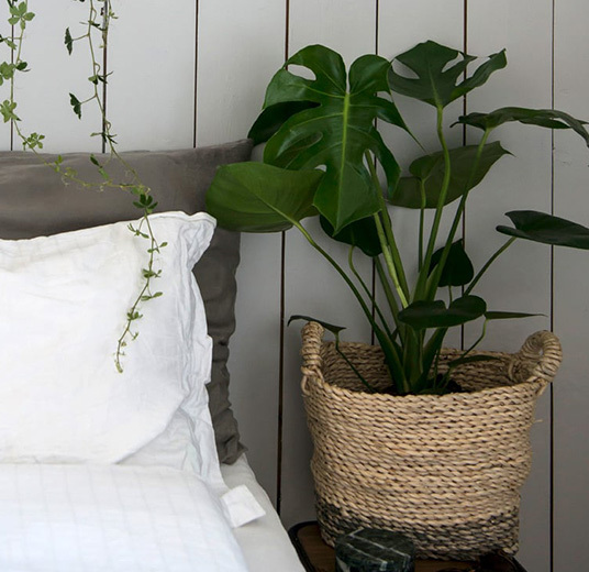 monstera-vindusblad-2.jpg