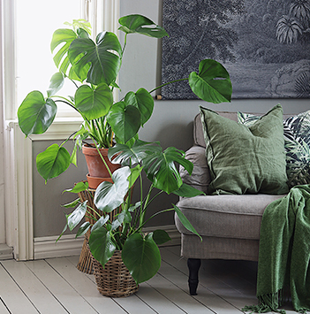monstera-vindusblad-ranli-ranveig-3-2021.jpg