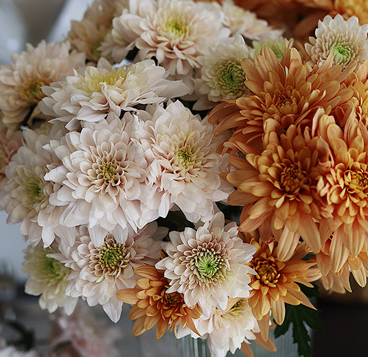 oransje-og-hvite-krysantemum-som-snittblomst-floriss.jpg