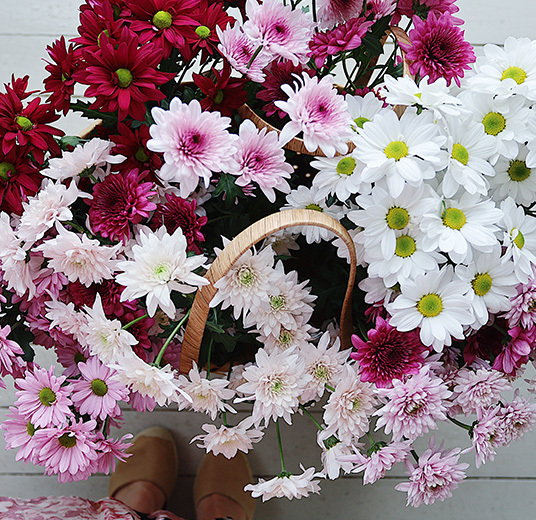 ranli-ranveig-1-2021-krysantemum-som-snittblomst-floriss.jpg