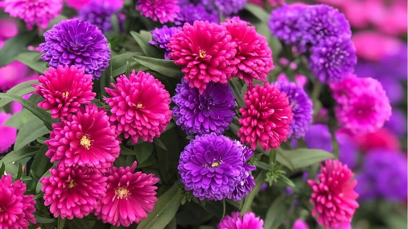 Asters &ndash; en stjerne i<br/> krukker og bed