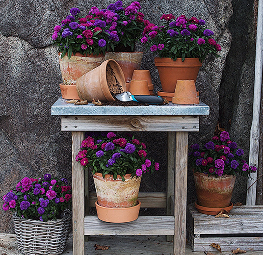 asters-mix-plante-potteplante1.jpg