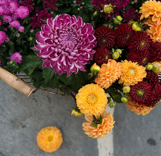 asters-og-krysantemum-1.jpg