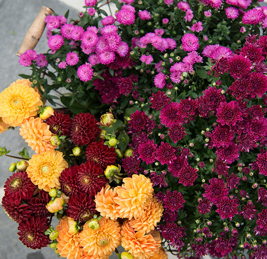 asters-og-krysantemum-2.jpg