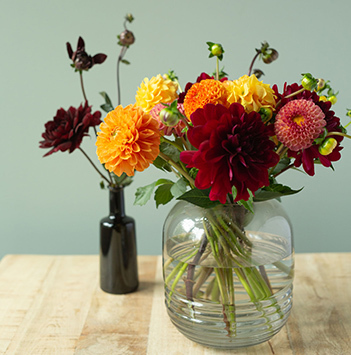 dahlia-georginer--floriss.jpg