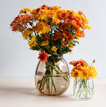 krysantemum-floriss.jpg