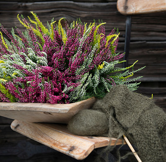 calluna-stor-hoest-2021-3.jpg