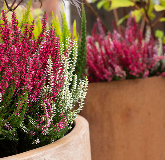 calluna-stor-hoest-2021-4.jpg