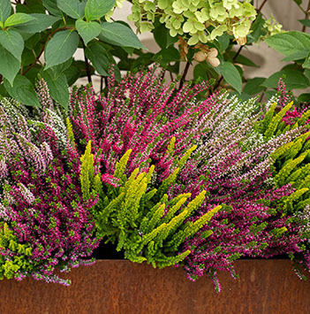calluna-stor-hoest-2021-5.jpg