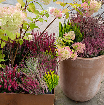 calluna-stor-hoest-2021-7.jpg