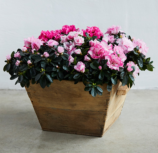 azalea-rosa-floriss-2.jpg