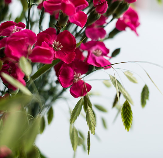 floriss-nellik-er-holdbare-lenge-roede.jpg