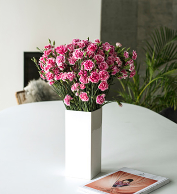 floriss-nellik-holdbare-snittblomster-2021.jpg