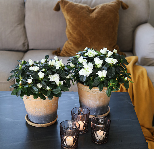 azalea-hvit-floriss-8.jpg