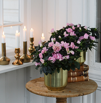 azalea-rosa-floriss-9.jpg