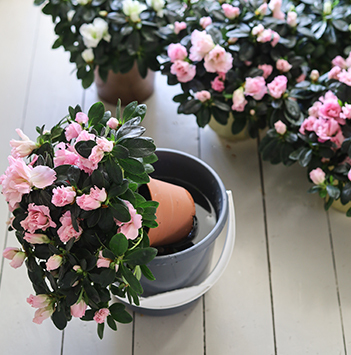 azalea-rosa-floriss-10.jpg