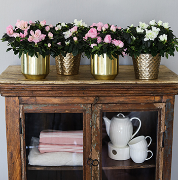 azalea-rosa-floriss-11.jpg