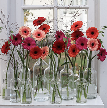 farger-som-gleder-far-festroser-germini-lite-2.jpg