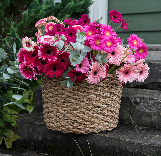 germini-allsidig-gledesspreder-2-floriss.jpg