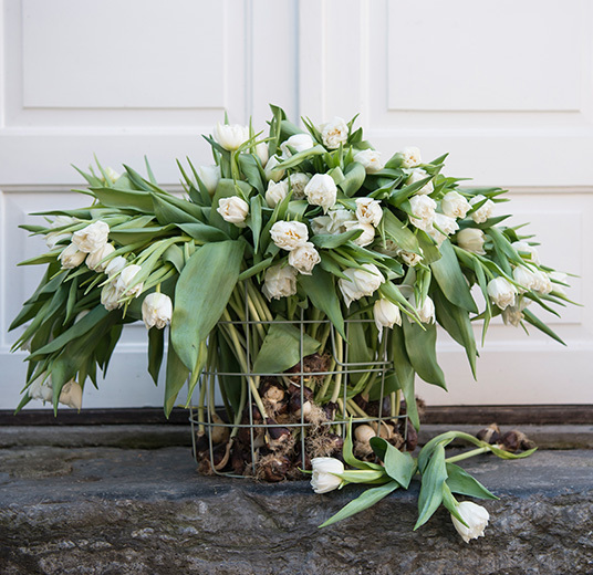 tulipaner-interiortulipaner-3-interior-tulipaner-2022-floriss.jpg