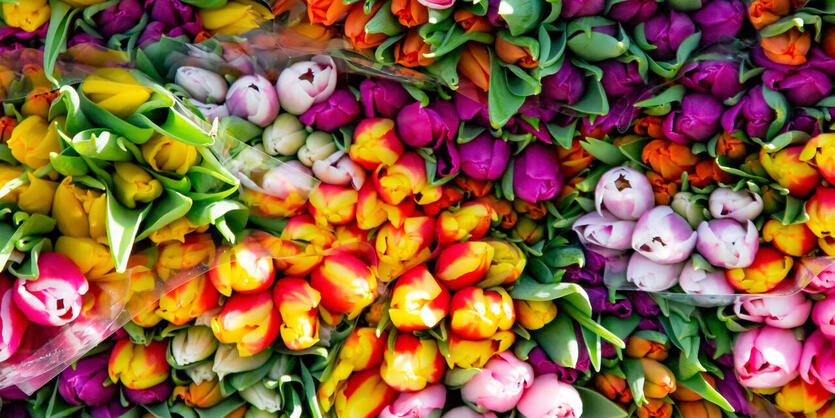 Tulipanens dag